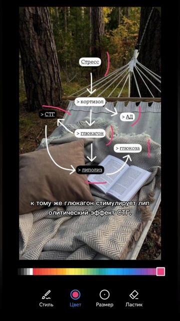 мешает ли жир0сжиганию кортизол?