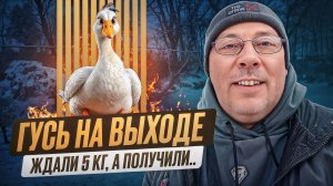 СМОТРЕТЬ ДО КОНЦА! Правда о домашнем забое гуся и секрет идеальной тушки #МоеПодворье