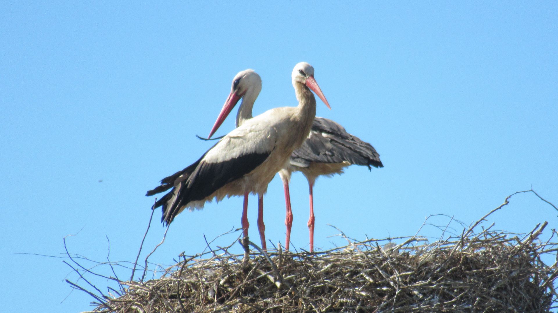 Аисты на земле и в небе. Видеонарезка с белыми аистами смотреть онлайн