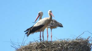 Аисты на земле и в небе. Видеонарезка с белыми аистами