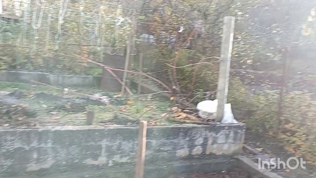 Молодая картошка в ноябре. Копаю огород . смотреть онлайн