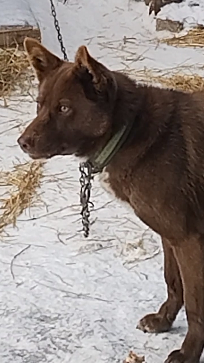 Мишка, к зиме готов! 😁 Угощает друзей!🕊️ смотреть онлайн