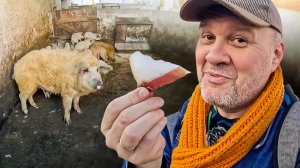 Сербская мангулица: секрет нежнейшего мяса кудрявых свиней по-домашнему. Вкусная поездка по Сербии