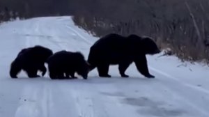 На Камчатке медведица с двумя медвежатами полакомилась уловом рыбака.