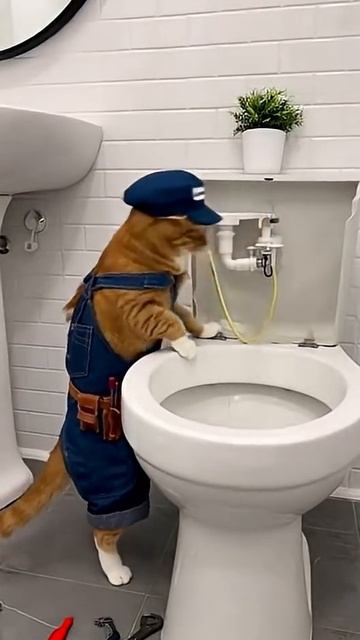 Кот-сантехник