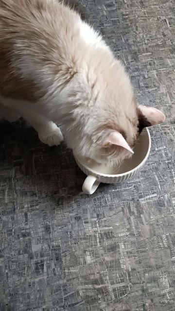 И так каждое утро