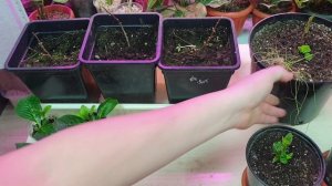 размножение гортензий зимой. с чего всё начинается