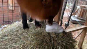 Лиса-Алиса. Снежок для Игниса