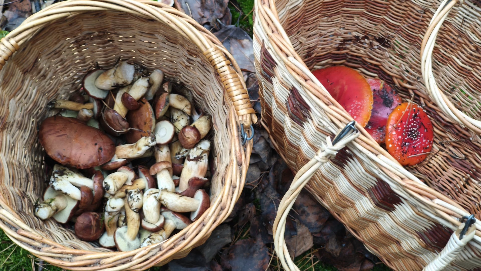 по грибы #10 польский белый гриб. поиск и сбор грибов в Воронеже смотреть онлайн