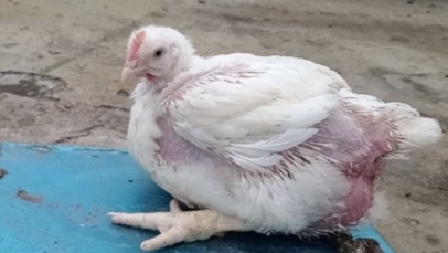 Индокуры - лучший бройлер, вес в месяц смотреть онлайн