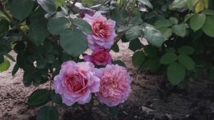 Роза Айсфогель, четвертый год в саду. Сезон 2025