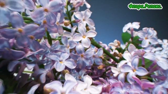 Цветы.Релакс. смотреть онлайн