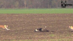 Охота на зайца с собаками сезон 2025-2026 г, (19часть)