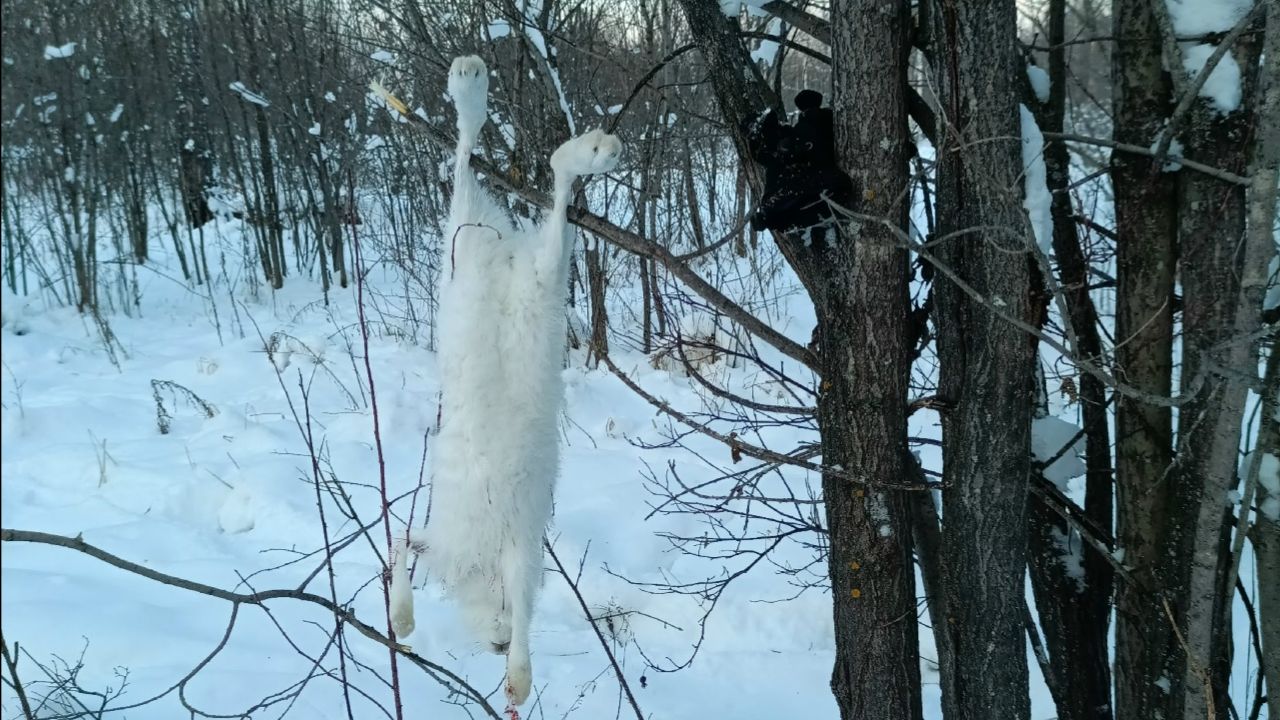 Охота на зайца 16.11.2025 смотреть онлайн
