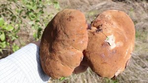 Грибная охота 2025. Первые осенние грибы. Дубовики, маслята, сыроежки.