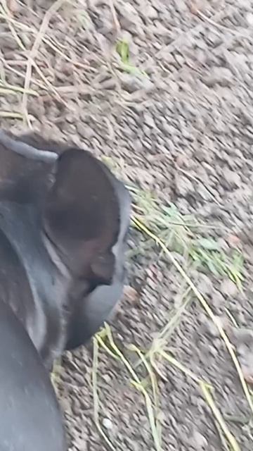 интересно-милый гуляющий бульдог