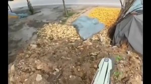 "Ты на кого лаёшь?"