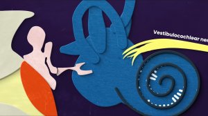 Как устроен слух