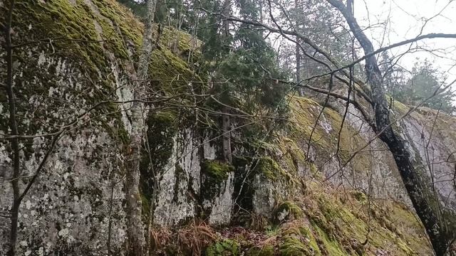 В гостях у Лешего