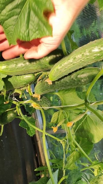 Мало кто знает что только ЭТИ 2 ОГУРЦА посажу в 2026 году, хрустящие, не горчат и не болеют смотреть онлайн