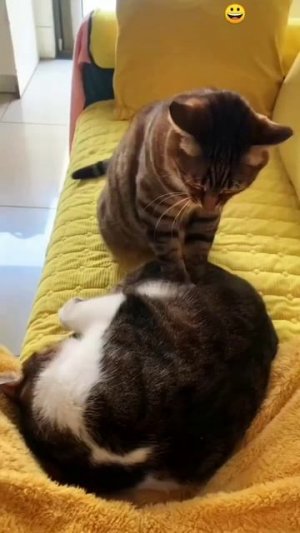 Приколы с котами часть 17