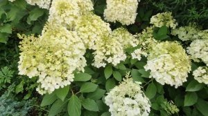 Низкорослые сорта гортензий