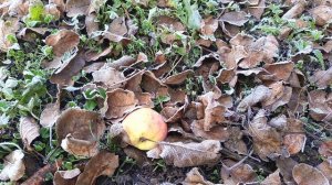 Первые морозы в деревне❄