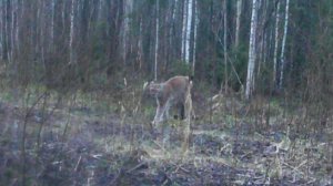 Редкий кадр: Рысь неожиданно попадает в объектив камеры