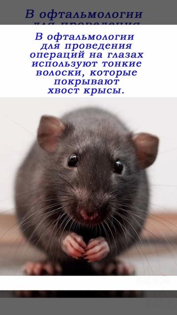 Про КРЫСУ