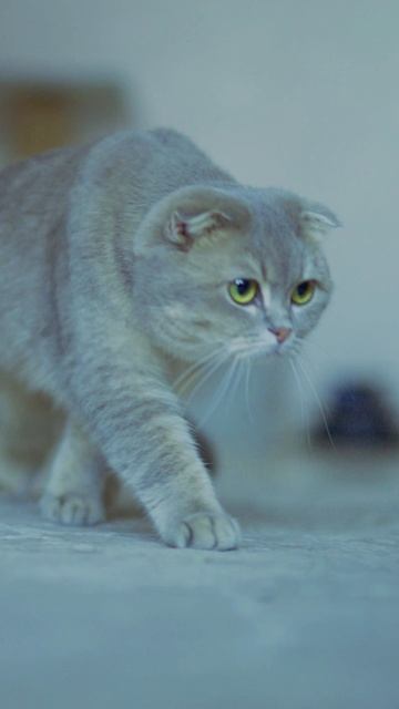 Scottishfold