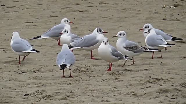 Звук природы. Шум волн и крики чаек: звуки морского побережья