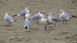 Звук природы. Шум волн и крики чаек: звуки морского побережья