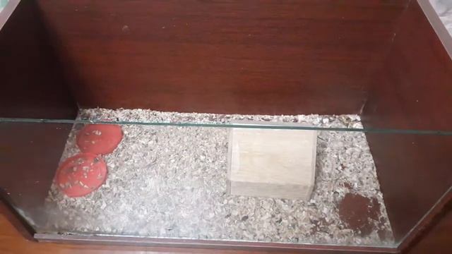 Купили хомячка сделали клетку и домик