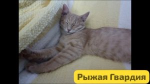 Ловил рыбку. Устал. Поспал. Пропылесосил.