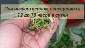 правила укоренения ароидных