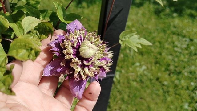 Клематис Тайга в нашем саду на даче 2025 смотреть онлайн