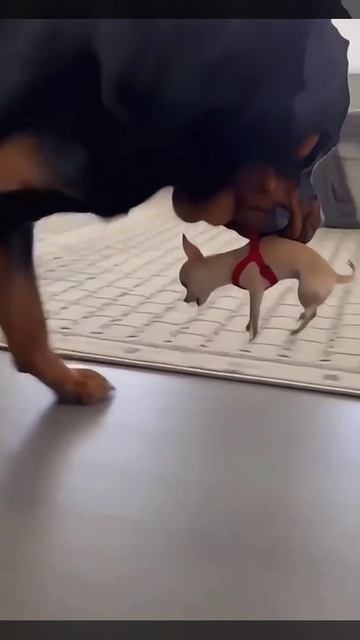 Слон и Моська смотреть онлайн