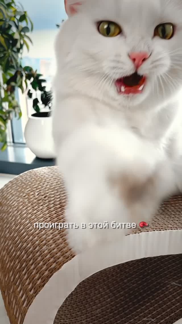 Как не проиграть в этой битве? смотреть онлайн