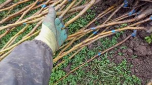 Укоротите саженец в марте для хорошего укоренения.