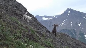 Погоня за бараном - чудесное видео!