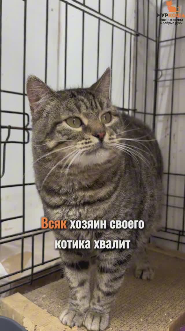 Княжич ждёт вас в приюте #Муркоша смотреть онлайн