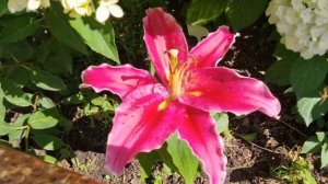 Гортензии в Сибири