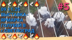 🔥💥🔥 09.11.25. Выставка-ярмарка голубей в г.Светлоград. Часть 5. Птичий рынок.