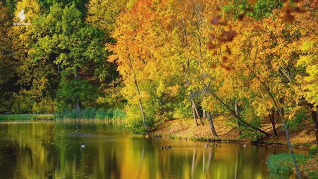 Красивая расслабляющая Музыка 🍁 Музыка для снятия стресса с Осенней Мелодией смотреть онлайн