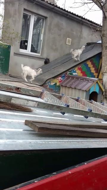 Козлики, как дети... смотреть онлайн