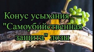Угол 45° в обрезке винограда: Научное объяснение, которое перевернет ваш подход.