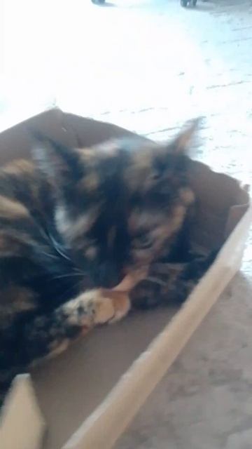 котик умывается смотреть онлайн
