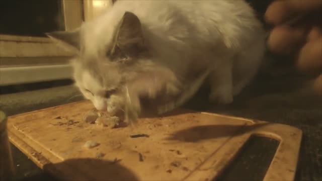 Варькины слёзы))). Так и не понял от чего - особые предпочтения кошки))). смотреть онлайн