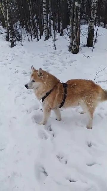 Восторг смотреть онлайн