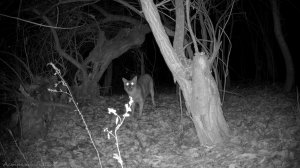 ВО ЗВЕРЮГИ! ФОТОЛОВУШКА в ЛЕСУ. Фотоловушка в дельте Волги.